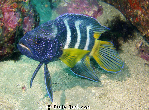 Eastern Blue Devil fish. 
Photo taken at Jervis Bay on t... by Dale Jackson 